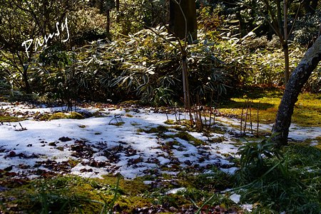 １日限りの残雪・・早春の東慶寺にて・・5