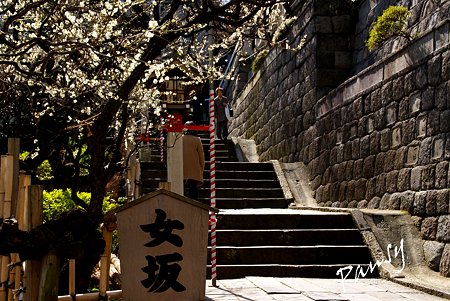 梅咲く・・湯島天神・・18