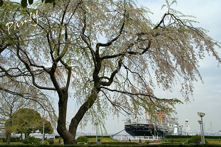 横浜 桜 sketch..1