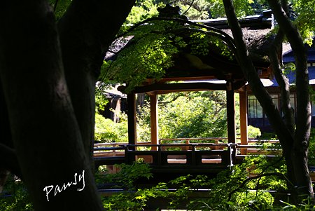 夏の三渓園内苑・・7