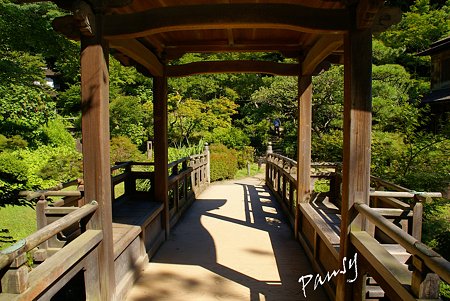 夏の三渓園内苑・・8