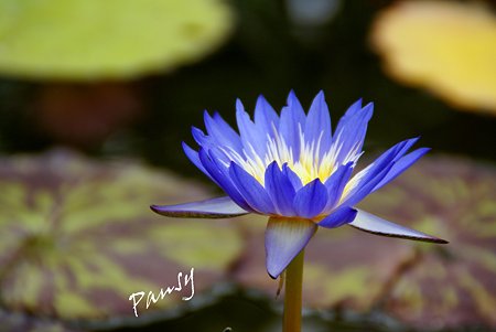 blue.. 熱帯スイレン