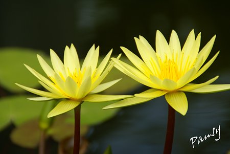 yellow.. 熱帯スイレン