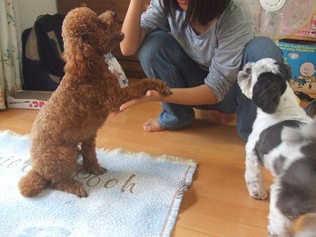 お座り!、お手!