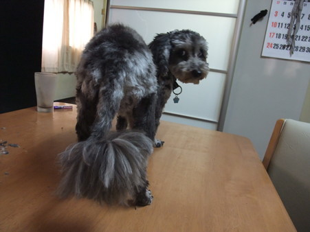 今回は尻尾はホコリ取りになりました