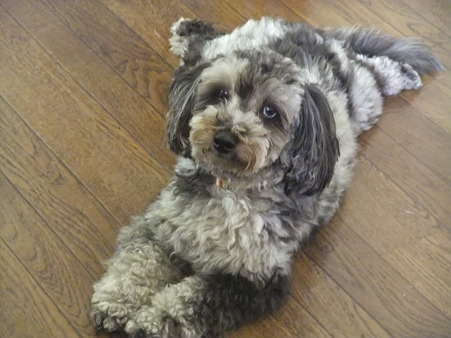 元保護犬