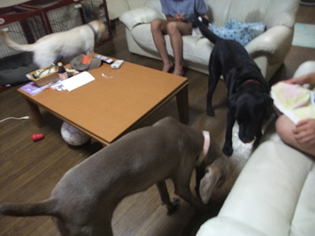 デカ犬警報発令中!