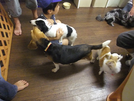 ちょっと前まではみかんも居た