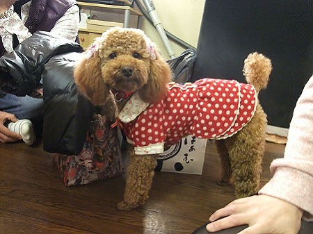 はじめましてのまるちゃん