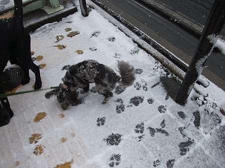 雪の中の足跡っていいね♪