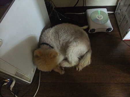 ポンちゃん・・・
