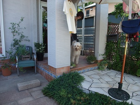 今日からここがアンジュのおうち