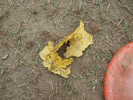 DSCF5880