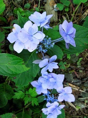 DSCN3310