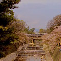 Photos: 桜～夙川