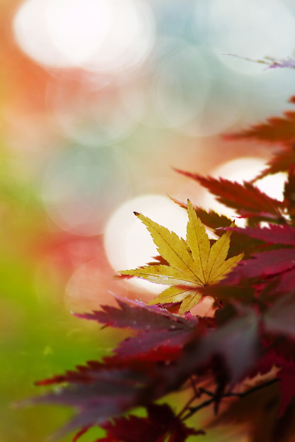 朝の葉っぱ