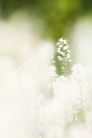 妖精の森