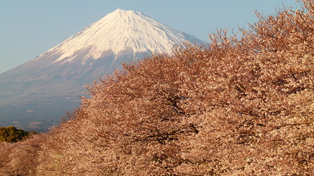 桜と富士山