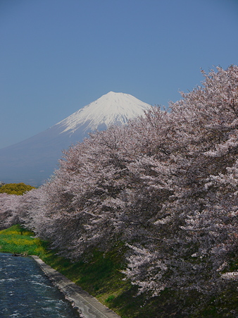 Ｇ２で桜と富士山を