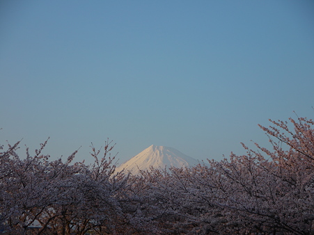 Ｇ２で桜と富士山を