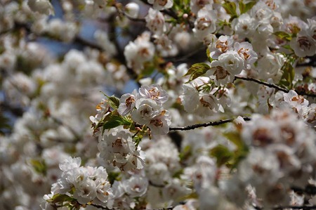 1005051208_DSC_5505