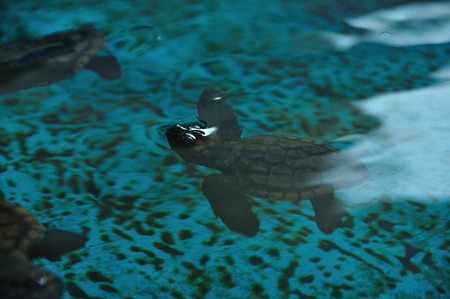 1009200923_DSC_2570