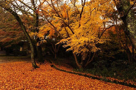 1011231047_DSC_4351