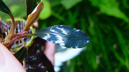 Bucephalandra sp.Capek-Black 水上葉 Bucephalandra sp. 