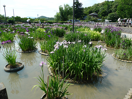 みやこ町豊津運動公園内の花菖蒲公園(2)