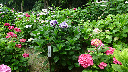 筥崎宮~紫陽花園(11)