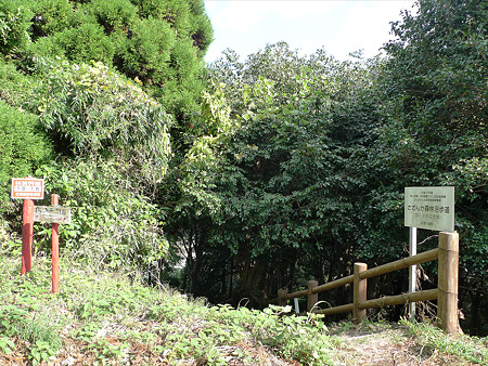 道の駅吉野ヶ里~干石山のサザンカ(2)