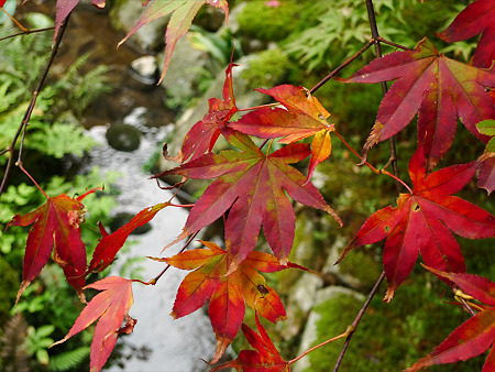 雷山千如寺大悲王院(19)