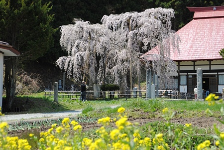 eisennjinosakura13