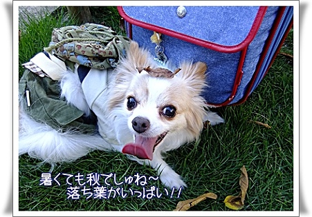 秋