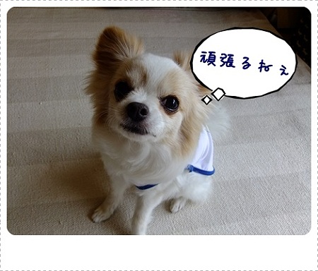 おしごと