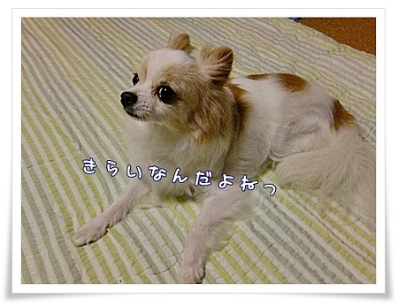 きらい
