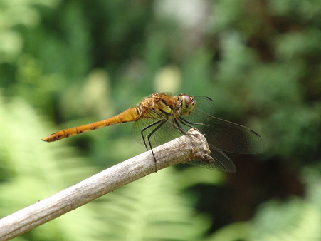 P6203469