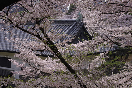 清水門の桜 (2)
