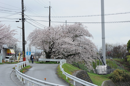 桜道-3