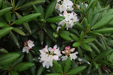 c-110710-093225 花