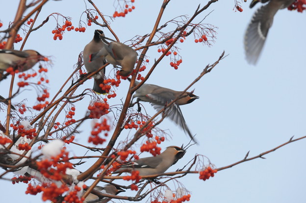 ナナカマドを群れで食べるキレンジャク達 写真共有サイト フォト蔵