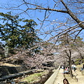 夙川駅北側の桜1