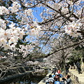 2011夙川の桜1