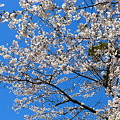 2011夙川の桜と青空