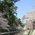 2011夙川の桜2