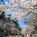 2011夙川の桜3