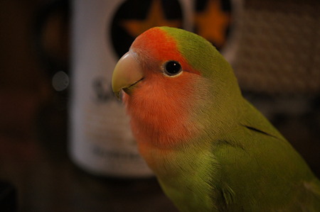 DSC00018