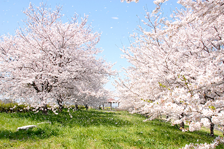 <入間川*桜吹雪 in 2009>