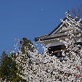 長野2017桜と城