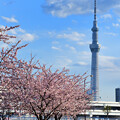 東京下町の自然 2024春景色